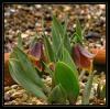 Fritillaria Pinardii    Boiss