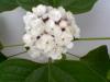 Arap Ful (clerodendrum Fragrans)