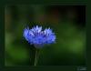 Centaurea Cyanus L - Gkba