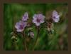 Geranium Tuberosum L. Subsp. Tuberosum - Turnagagas