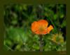 Geum coccineum - Arap iei