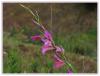 Gladiolus anatolicus    (Boiss.) Stapf - Anadolu Glayl - Endemik