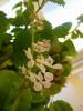 Plectranthus /Salon bitkisinin iei