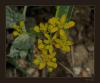 Haplophyllum myrtifolium Boiss - Endemik