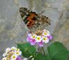 Vanessa Cardui