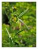 Fritillaria Pontica Wahlenb. - Ters Lale