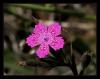 Dianthus zonatus fenzl Var. zonatus fenzl