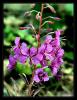 Chamerion angustifolium - Yak otu