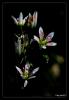 Saxifraga rotundifolia L. - Takran ( Kastamonu)