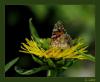 Inula helenium - Anduzotu