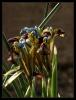 Iris pamphylica - Antalya Sseni - Endemik