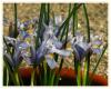 Iris reticulata - Mee Navruzu