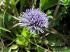 Globularia trichosantha ist.