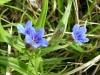 Lithospermum purpurocaeruleum ist.