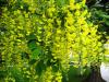 Laburnum Anagyroides - Sar Salkm