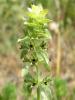 Sideritis Montana ( Lamiaceae )