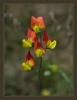 Lathyrus Belinensis - Sar Mrdmk - Endemik