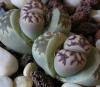 Taotu (Lithops dorotheae)