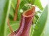 nepenthes