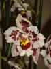 Odontoglossum Anna-claire