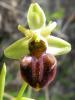 Ophrys Mammosa Istanbul.