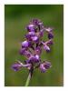 Orchis morio L.- Yeil Kanatl Salep