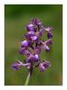 Orchis morio L.- Yeil Kanatl Salep