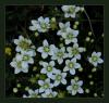 Parnassia palustris - Yrek Yapra -Uluda