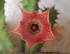 Huernia iei