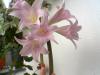 Pembe Trompet (amaryllis Belladonna)