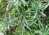 Podocarpus Macrophyllus - Taş Porsuğu Yaprakları