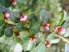 Cotoneaster Horizontalis