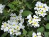 Arabis sp. (Brassicaceae)