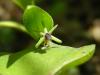 Ruscus hypoglossum