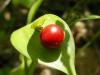 Ruscus hypoglossum (Liliaceae)