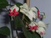 Clerodendrum Thomsoniae