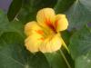 Latin iei - Nasturtium (tropaeolum Majus)