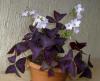 Oxalis Triangularis