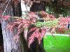 Sequoia Sempervirens - Sahil Sekoyası Yaprakları