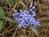 Scilla Bifolia Kartepe