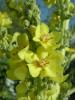 Verbascum Phlomoides ( Scrophulariaceae )