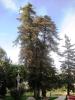 Sequoia Sempervirens - Sahil Sekoyası