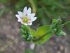 Cerastium sp. (Caryophyllaceae)