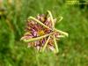 Tragopogon