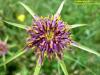 Tragopogon