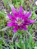 Tragapogon sp. (Asteraceae) Yemlik