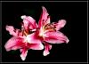 Stargazer Oriental Lily