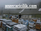 Anzer Arclk