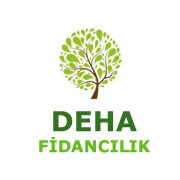 Deha Fidanclk