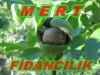 FİDANCILIK